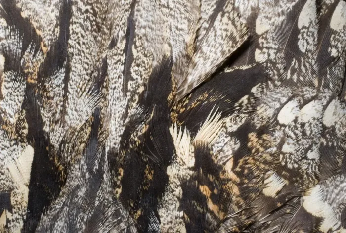 Gerahmter Druck : 02467dt. Nachtjäger Caprimulgus europaeus Näherung zum Federkleid des Vogels auf der Brust Gerahmter Druck : 02467dt. Nachtjäger Caprimulgus europaeus Näherung zum Federkleid des Vogels auf der Brust