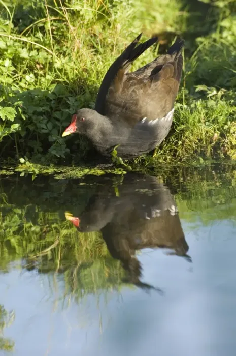 Gerahmter Druck : 02472dt. Moorschwanke Gallinula chloropus Kley Norfalk Sommer Gerahmter Druck : 02472dt. Moorschwanke Gallinula chloropus Kley Norfalk Sommer