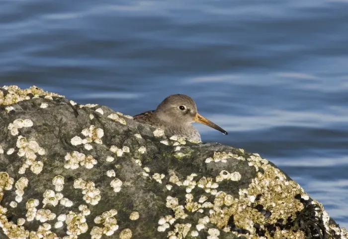 Gerahmter Druck : 02473dt. Violette Sandschwalbe Calidris maritima auf Felsen, Großbritannien Winter Gerahmter Druck : 02473dt. Violette Sandschwalbe Calidris maritima auf Felsen, Großbritannien Winter