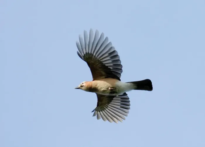 Gerahmter Druck : 02480dt. Jay (Garrulus glandarius) im Flug über Richmond Park, Surrey, Großbritannien Gerahmter Druck : 02480dt. Jay (Garrulus glandarius) im Flug über Richmond Park, Surrey, Großbritannien