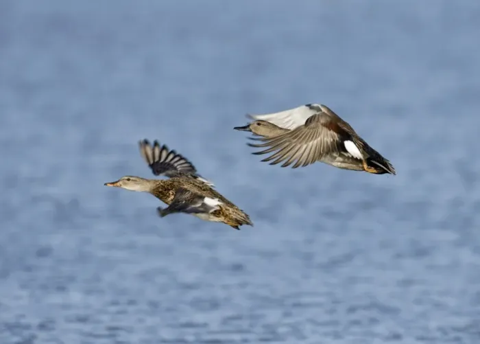 Gerahmter Druck : 02487dt. Gadwalen-Anas Strepera-Paar nimmt ab in Cley, Norfolk im Oktober Gerahmter Druck : 02487dt. Gadwalen-Anas Strepera-Paar nimmt ab in Cley, Norfolk im Oktober