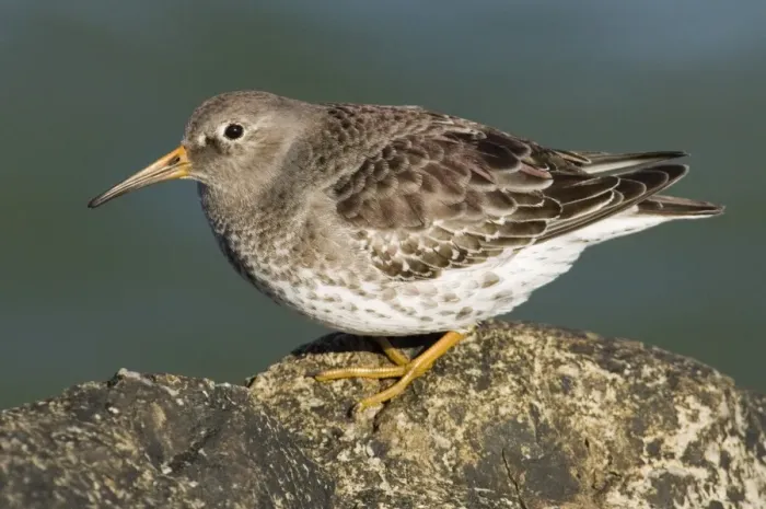 Gerahmter Druck : 02488dt. Violette Sanderling Kalidris maritima auf Felsen im Vereinigten Königreich Winter Gerahmter Druck : 02488dt. Violette Sanderling Kalidris maritima auf Felsen im Vereinigten Königreich Winter