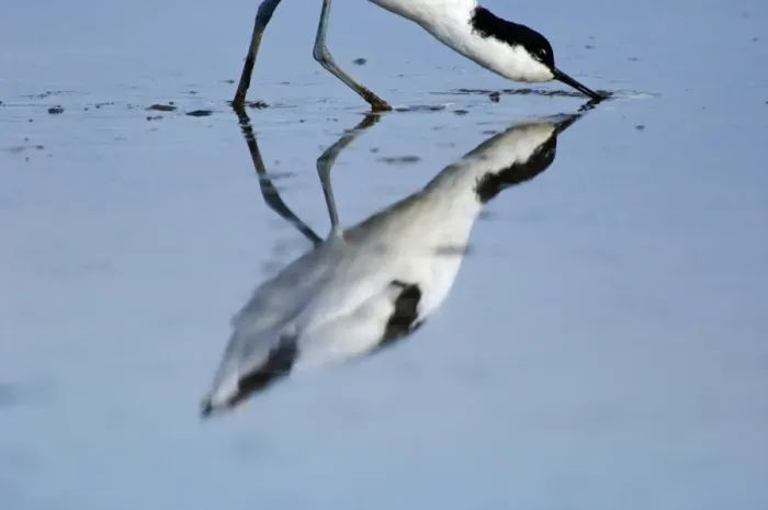 Gerahmter Druck : 02494dt. Avocett, Avocetta rurvirostra isst bei Titchwell RSPB Res Norfolk im August Gerahmter Druck : 02494dt. Avocett, Avocetta rurvirostra isst bei Titchwell RSPB Res Norfolk im August