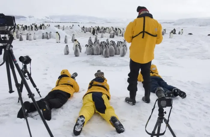 Gerahmter Druck : 02544dt. Fotografieren von Touristen mit den Kälbchen des Kaiserpinguins Gerahmter Druck : 02544dt. Fotografieren von Touristen mit den Kälbchen des Kaiserpinguins