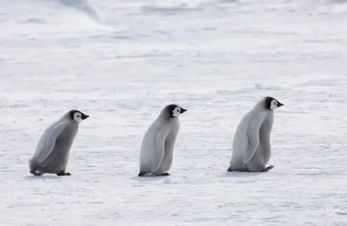 Gerahmter Druck : 02553dt. Kaiserpinguin Aptenodytes fostersii Jungtiere auf dem Eisschelf Gerahmter Druck : 02553dt. Kaiserpinguin Aptenodytes fostersii Jungtiere auf dem Eisschelf