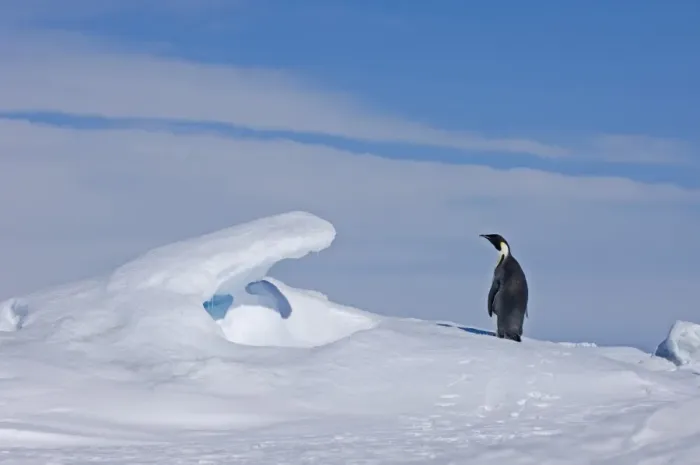 Gerahmter Druck : 02590dt. Kaiserpinguin Aptenodytes forsteri auf der Insel Snow Hill Gerahmter Druck : 02590dt. Kaiserpinguin Aptenodytes forsteri auf der Insel Snow Hill