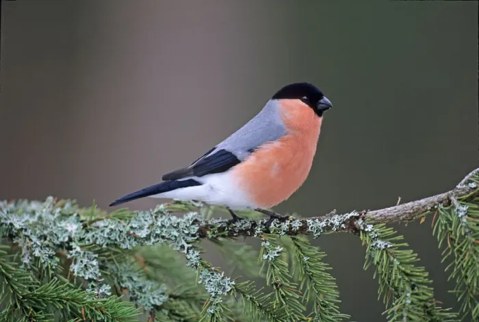 Gerahmter Druck : 02879dt. Kauz (nordlicher) männlich im Winter Schottland Gerahmter Druck : 02879dt. Kauz (nordlicher) männlich im Winter Schottland