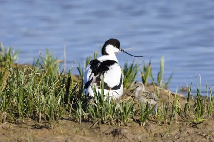 Gerahmter Druck : Avis mit Käufer auf Scraping Minsmere Mai Gerahmter Druck : Avis mit Käufer auf Scraping Minsmere Mai