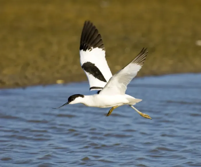 Gerahmter Druck : Avocett Minsterme Mai Gerahmter Druck : Avocett Minsterme Mai
