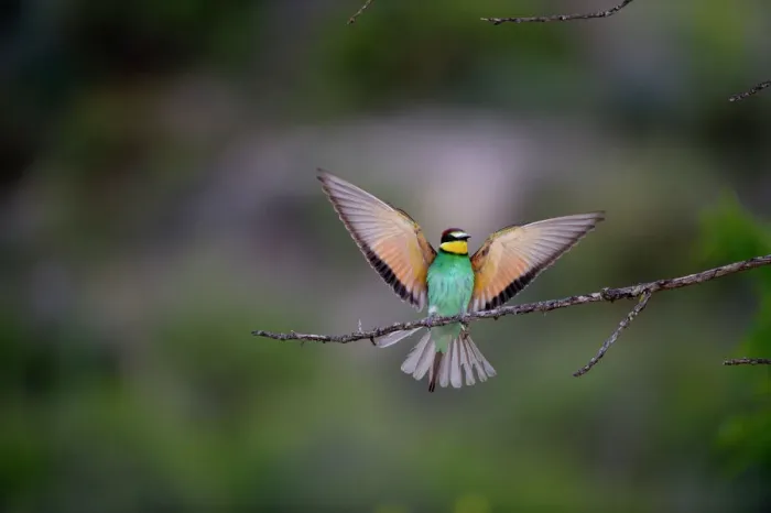Gerahmter Druck : Schleiereule Merops apiaster spanische Steppen Spanien Mai Gerahmter Druck : Schleiereule Merops apiaster spanische Steppen Spanien Mai