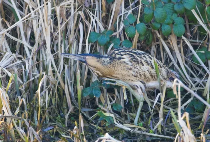 Gerahmter Druck : Klettern Bittern Botaurus stellaris Nordnorfolk Winter Gerahmter Druck : Klettern Bittern Botaurus stellaris Nordnorfolk Winter