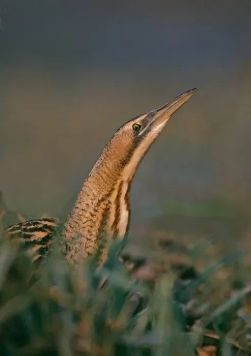 Gerahmter Druck : Klettern Bittern, Botaurus stellaris , durch Sumpf im Herbst Gerahmter Druck : Klettern Bittern, Botaurus stellaris , durch Sumpf im Herbst