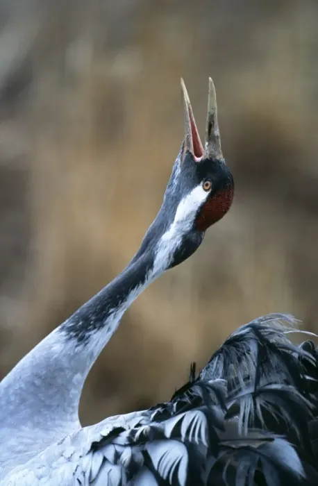 Gerahmter Druck : Gewöhnlicher Kräher (Grus grus), Morgenruf in der Dämmerung am Hornsborga im schwedischen Landkreis Blekinge Gerahmter Druck : Gewöhnlicher Kräher (Grus grus), Morgenruf in der Dämmerung am Hornsborga im schwedischen Landkreis Blekinge