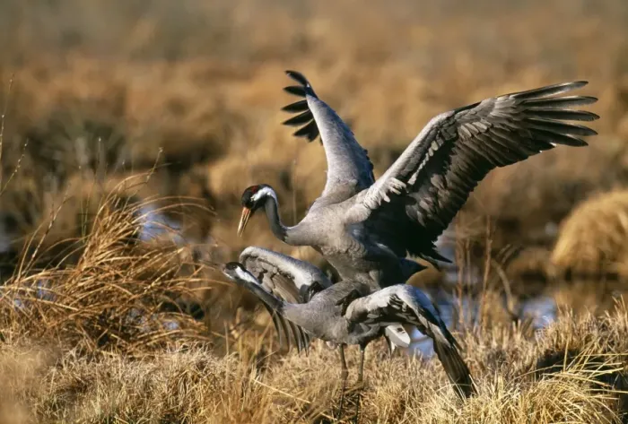 Gerahmter Druck : Gemeine Kräher (Grus grus), Paarungszeit in der Nähe von Hornsborga im schwedischen Landesteil Schweden Gerahmter Druck : Gemeine Kräher (Grus grus), Paarungszeit in der Nähe von Hornsborga im schwedischen Landesteil Schweden