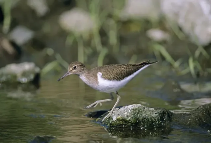 Gerahmter Druck : Gelbhacken-Schnepfe, Actitis hypoleucos, Yorkshire, UK, Sommer. Gerahmter Druck : Gelbhacken-Schnepfe, Actitis hypoleucos, Yorkshire, UK, Sommer.