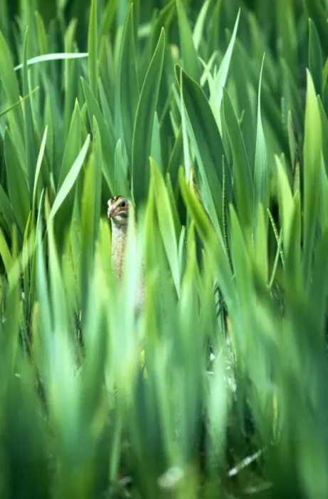 Gerahmter Druck : Kornkräher (Crex crex), schaut durch das Bett von Iris-Flora auf der Insel Nort' Uist im äußeren Hebridengruppe Schottlands Mai Gerahmter Druck : Kornkräher (Crex crex), schaut durch das Bett von Iris-Flora auf der Insel Nort' Uist im äußeren Hebridengruppe Schottlands Mai