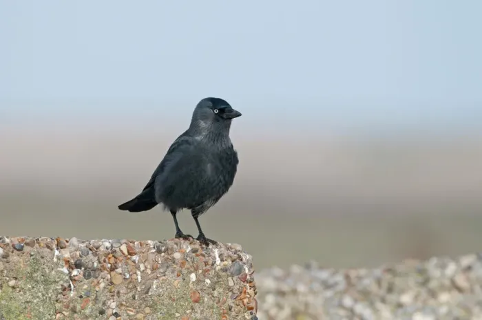 Gerahmter Druck : Aukengartvogel Corvidae, Monedula corax Gerahmter Druck : Aukengartvogel Corvidae, Monedula corax