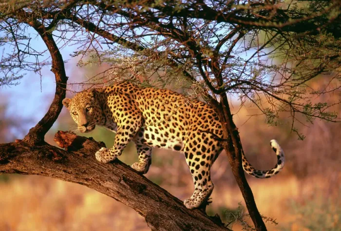 Gerahmter Druck : Löwe, Südafrika Gerahmter Druck : Löwe, Südafrika