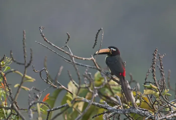 Gerahmter Druck : Buchstaben-Aracari-Peterglosse-Inschrift amazonien Perü Gerahmter Druck : Buchstaben-Aracari-Peterglosse-Inschrift amazonien Perü