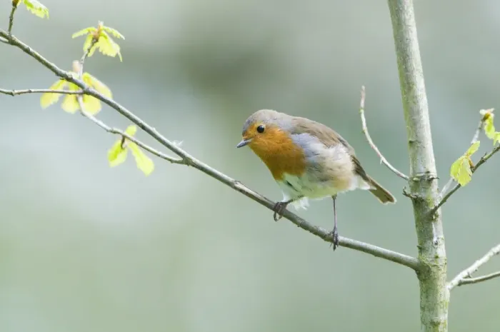 Gerahmter Druck : Robins sind die Arten der Gattung Erithacus, von denen Rubeculas eine ist; sie kommen in Norfolk im Frühjahr vor Gerahmter Druck : Robins sind die Arten der Gattung Erithacus, von denen Rubeculas eine ist; sie kommen in Norfolk im Frühjahr vor
