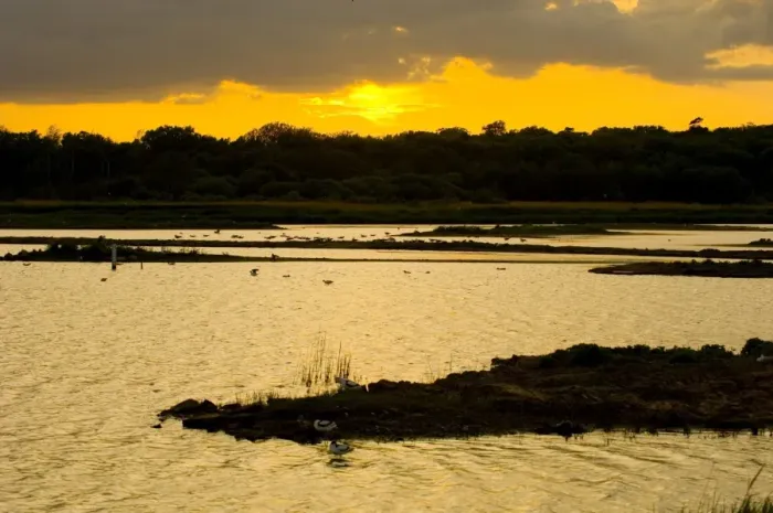 Gerahmter Druck : Fressen am Minsmere bei Dusk Mai Gerahmter Druck : Fressen am Minsmere bei Dusk Mai