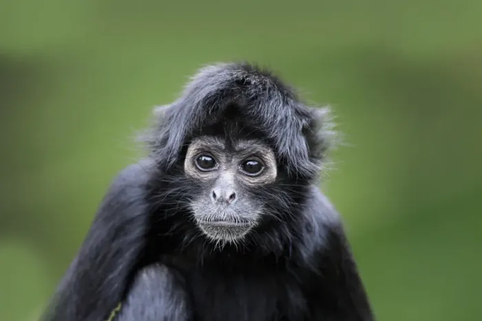 Gerahmter Druck : Schwarzkopf-Makake-Affenmond (Ateles fusciceps robustus), Jungtier, Kopfnahmen in engen Nähe. Gefangenen Gerahmter Druck : Schwarzkopf-Makake-Affenmond (Ateles fusciceps robustus), Jungtier, Kopfnahmen in engen Nähe. Gefangenen