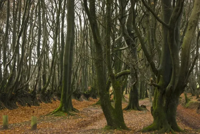Gerahmter Druck : Gemeine Eiche (Fagus sylvatica), gewöhnliche Lebensweise im Wald an Fußweg entlang der MacMillan-Weg-West-Fußpfad Gerahmter Druck : Gemeine Eiche (Fagus sylvatica), gewöhnliche Lebensweise im Wald an Fußweg entlang der MacMillan-Weg-West-Fußpfad