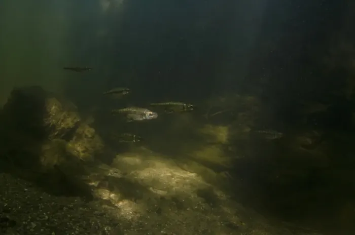 Gerahmter Druck : Gewöhnlicher Hecht (Phoxinus phoxinus), Erwachsene Schwarmfische durch hell beleuchteten Wasser im Flussgebiet von Nottinghamshire schwimmen