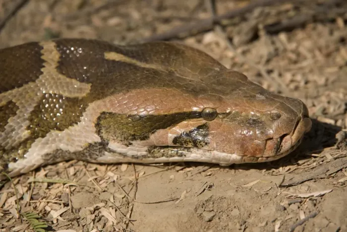Gerahmter Druck : Indischer Python (Python molurus), Erwachsener Kopfansicht, Keoladeo-Ghana-Nationalpark (Bharatpur), Rajastan / Indien Dezember Gerahmter Druck : Indischer Python (Python molurus), Erwachsener Kopfansicht, Keoladeo-Ghana-Nationalpark (Bharatpur), Rajastan / Indien Dezember