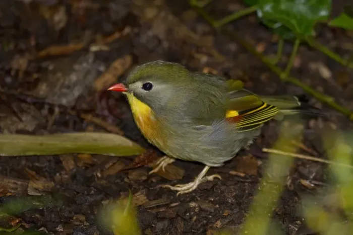 Gerahmter Druck : Pekinger Robin Gerahmter Druck : Pekinger Robin