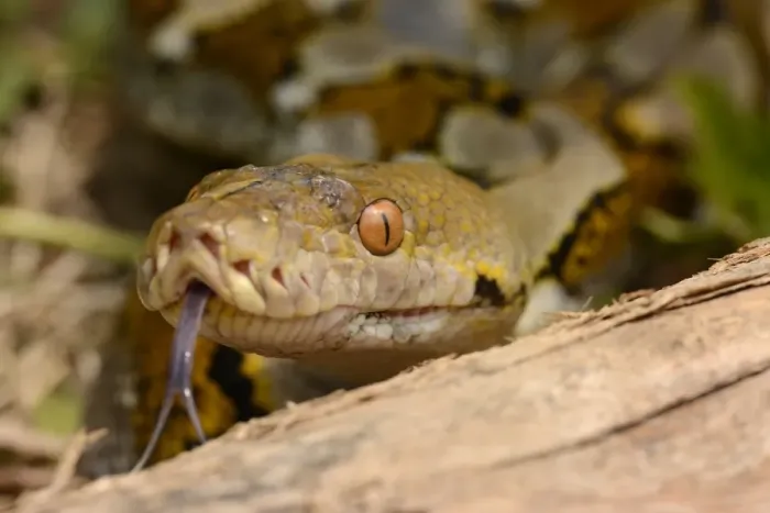 Gerahmter Druck : Reticulierte Python (Python reticulatus), Erwachsene in der Nähe des Kopfes mit dem Flossauge zucken. In den Balearen-Inseln auf Bali Gerahmter Druck : Reticulierte Python (Python reticulatus), Erwachsene in der Nähe des Kopfes mit dem Flossauge zucken. In den Balearen-Inseln auf Bali