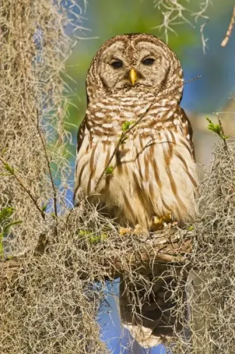 Gerahmter Druck : Bartgeier (Strix barbata)