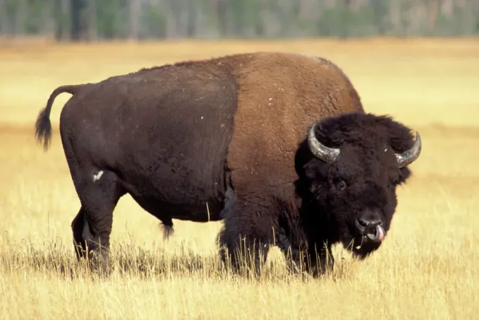 Gerahmter Druck : Bison, Bisons bison Gerahmter Druck : Bison, Bisons bison