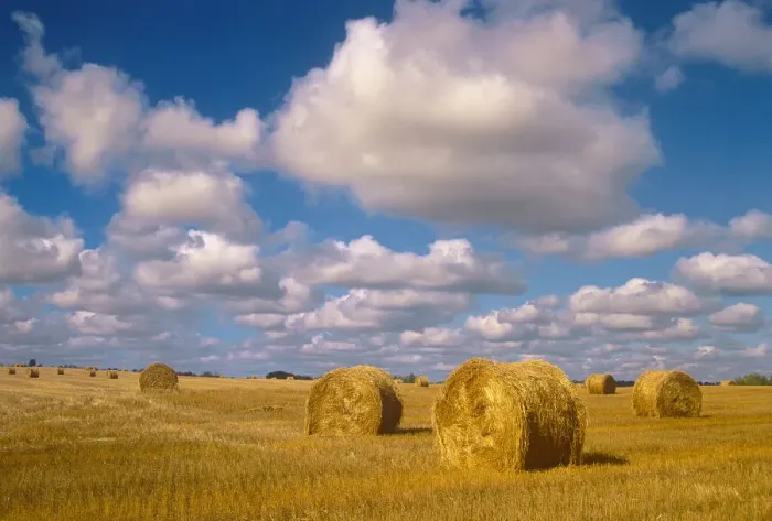 Gerahmter Druck : Kanada, Saskatschan, Shellbrook. Die Bälle rollen und Wolken aus Cumulus auf dem Landwirtschaftsbetrieb Gerahmter Druck : Kanada, Saskatschan, Shellbrook. Die Bälle rollen und Wolken aus Cumulus auf dem Landwirtschaftsbetrieb