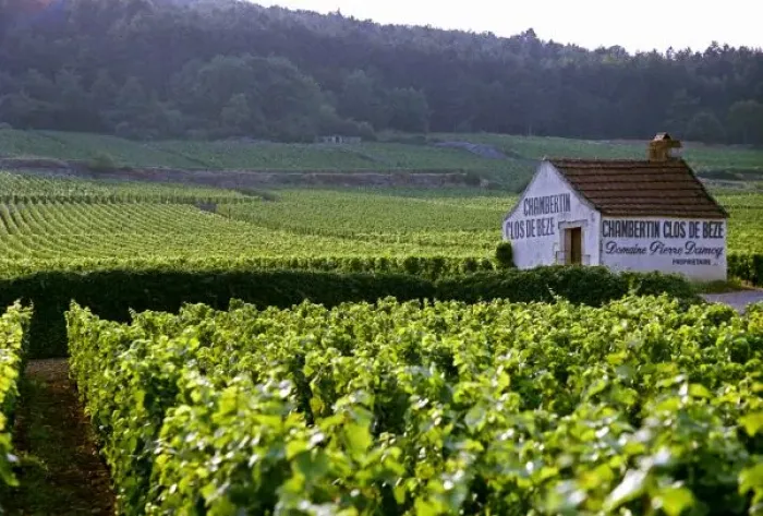 Gerahmter Druck : Clos du Chambertin Gerahmter Druck : Clos du Chambertin