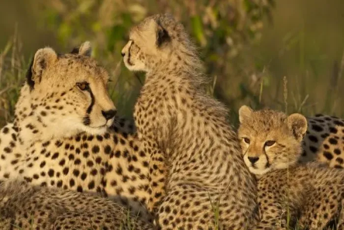 Gerahmter Druck : Cheetah, Acinonyx Gerahmter Druck : Cheetah, Acinonyx
