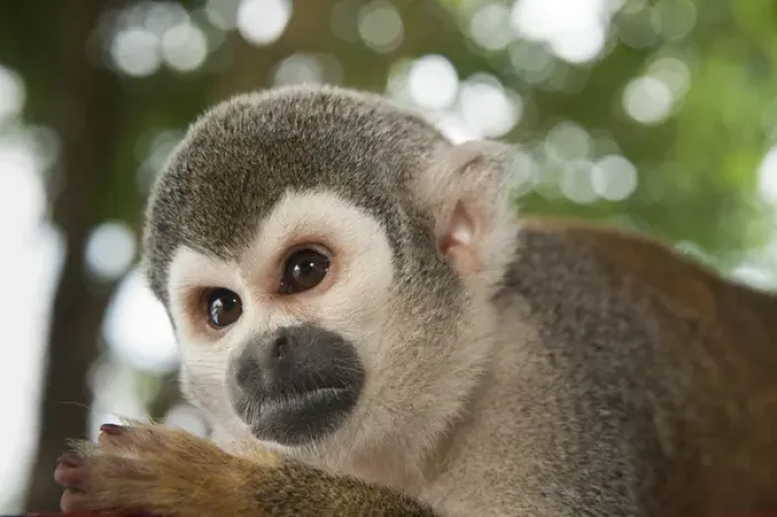 Gerahmter Druck : Gemeiner Graubärsspinneaffe (Saimiri sciureus), Gefangener Haustier, Koka-Stadt, Regenwald des Amazonas in Ecuador Gerahmter Druck : Gemeiner Graubärsspinneaffe (Saimiri sciureus), Gefangener Haustier, Koka-Stadt, Regenwald des Amazonas in Ecuador