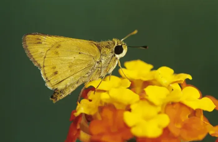 Gerahmter Druck : Feuerflosser, Hylephila phyleus, Weibchen auf Texanischer Kaktushecke (Lantana urticoides), Willacy Gerahmter Druck : Feuerflosser, Hylephila phyleus, Weibchen auf Texanischer Kaktushecke (Lantana urticoides), Willacy