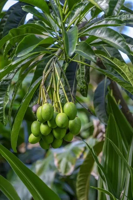 Gerahmter Druck : Mangobaumfrucht Gerahmter Druck : Mangobaumfrucht