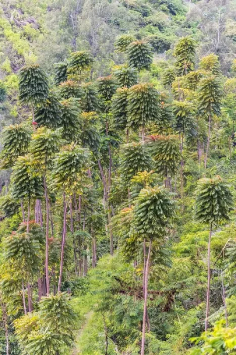 Gerahmter Druck : Wald im Bergland Ost-Java Indonesien Gerahmter Druck : Wald im Bergland Ost-Java Indonesien