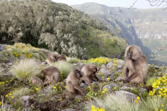 Gerahmter Druck : Gelada, Geladabär (Theropithecus gelada), Äthiopien Gerahmter Druck : Gelada, Geladabär (Theropithecus gelada), Äthiopien