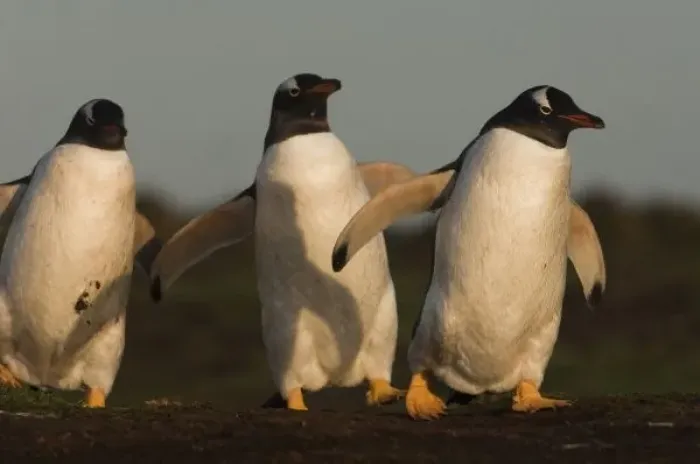 Gerahmter Druck : Gentoo-Pinguine Gerahmter Druck : Gentoo-Pinguine