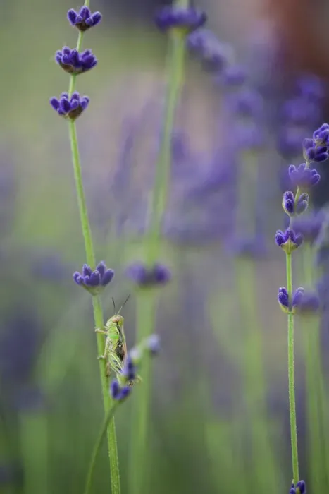 Gerahmter Druck : Grashorn mit Lavendel Gerahmter Druck : Grashorn mit Lavendel