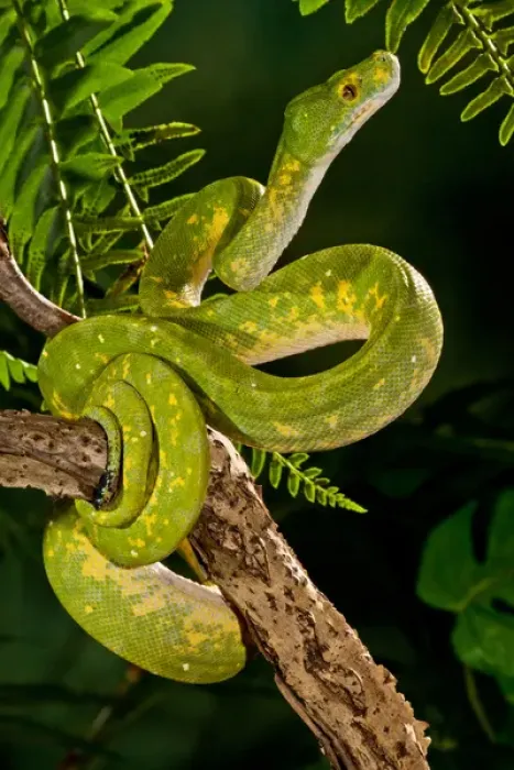 Gerahmter Druck : Grüner Baumschlangenpython (Käfighaltung), Chondropython viridis Heimisch in Neuguinea Gerahmter Druck : Grüner Baumschlangenpython (Käfighaltung), Chondropython viridis Heimisch in Neuguinea