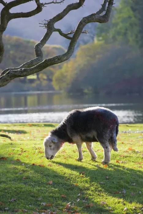 Gerahmter Druck : Herdwickschaf Gerahmter Druck : Herdwickschaf