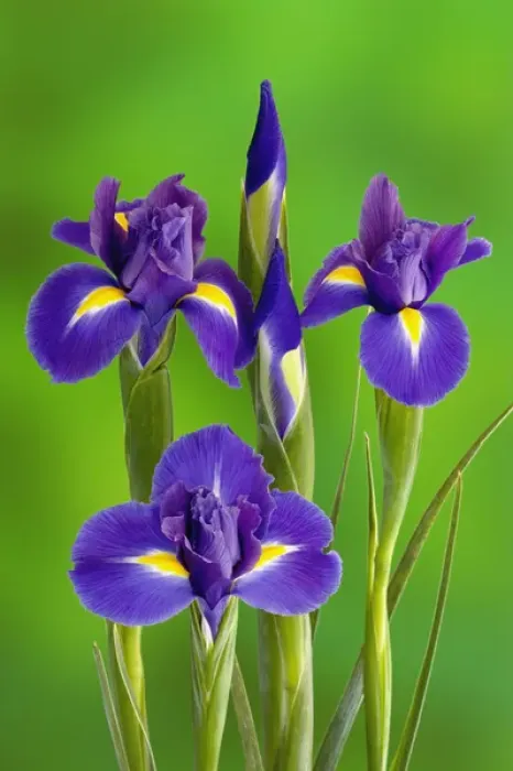 Gerahmter Druck : Blumen von Iris Gerahmter Druck : Blumen von Iris