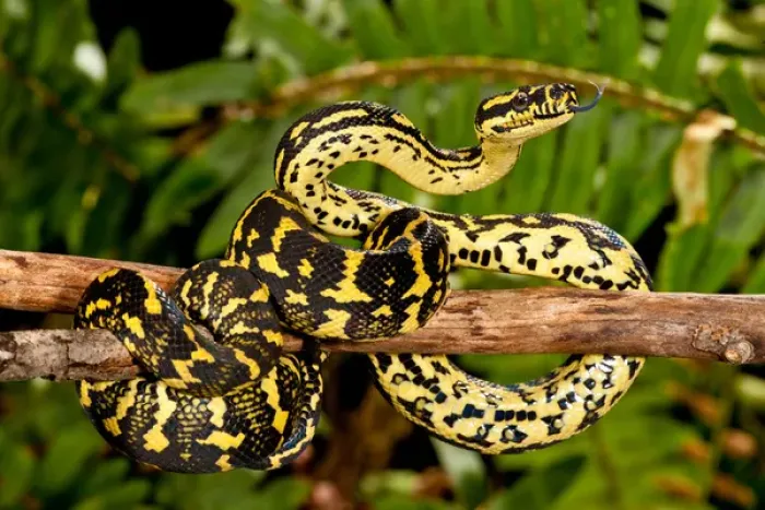 Gerahmter Druck : Regenwaldbodenpython, Morelia spilotes variegata, Heimisch in Australien und Neuguinea Gerahmter Druck : Regenwaldbodenpython, Morelia spilotes variegata, Heimisch in Australien und Neuguinea