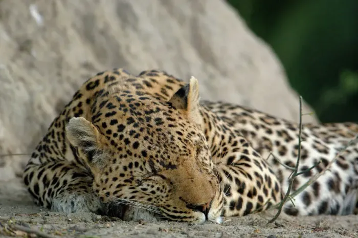 Gerahmter Druck : Männlicher Leopard Gerahmter Druck : Männlicher Leopard