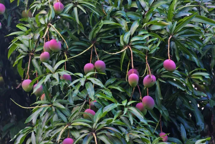 Gerahmter Druck : Mangobbaum aus Honduras Gerahmter Druck : Mangobbaum aus Honduras