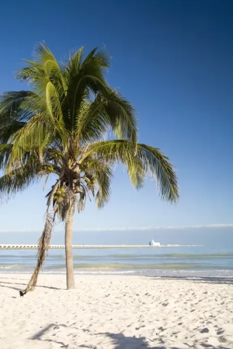 Gerahmter Druck : Mexiko, Jukatan, Progreso. Der Strand von Progreso mit der fünf Meilen langen Pier in Progreso Gerahmter Druck : Mexiko, Jukatan, Progreso. Der Strand von Progreso mit der fünf Meilen langen Pier in Progreso